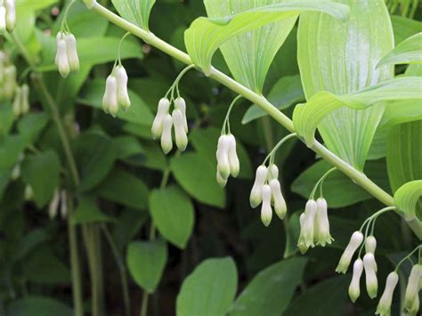 solomon seals test|solomon's seal varieties.